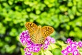 Beautiful butterfly on a carnation & x28; Dianthus barbatus& x29; flower in a garden