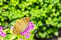 Beautiful butterfly on a carnation & x28; Dianthus barbatus& x29; flower in a garden