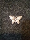 Beautiful butterfly in carpet at home decorated piece