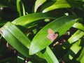 Beautiful butterfly catching sun