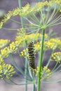 A butterfly caterpillar crawls on a dill bush Royalty Free Stock Photo
