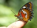 Beautiful butterfly on child finger.