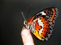 Beautiful butterfly on child finger.