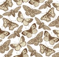 Beautiful Butterfly, cicada and insect. Antique Animal Illustrations. Fauna. Drawing engraving. Background pattern. Vintage vector