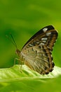 Beautiful butterfly, Clipper, Parthenos sylvia, resting on the green branch, insect in the nature habitat, sitting on the green le