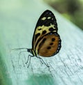 A beautiful butterfly closeup in Brasil