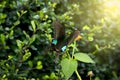 Beautiful butterfly on cloth of gold flower Weeping Lantana, Lantana camara with Ã Â¸âorning sun light shining, nature summer