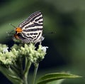 Beautiful Butterfly, Club Silverline, Spindasis syama Royalty Free Stock Photo