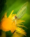 Beautiful butterfly collecting nectar from yellow flower Royalty Free Stock Photo