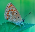 Insect single butterfly gorgeous azure common gray and orange and white close-up in summer in color on dark and green background w