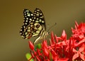 A beautiful butterfly on a colourful Flower.