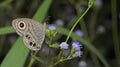 Beautiful Butterfly, Common Five-ring, Ypthima baidus