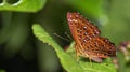 Beautiful Butterfly, Common Punchinello, Zemeros flegyas Royalty Free Stock Photo