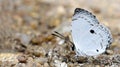 Beautiful Butterfly, Common Quaker, Neopithecops zalmora