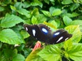 Beautiful Butterfly, Danaid Eggfly