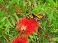 The beautiful butterfly Danaus Plexippus Royalty Free Stock Photo