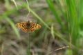 A beautiful butterfly, dark green fritillary sits on a plant stem