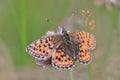 Beautiful butterfly Dark green fritillary sitting in the grass. Argynnis aglaja