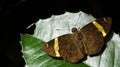 Beautiful Butterfly, Dark Yellow-banded Flat, Celaenorrhinus aurivittatus