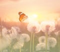 Beautiful butterfly and delicate fluffy dandelions in field at sunset Royalty Free Stock Photo