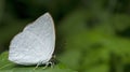 Beautiful Butterfly, Dentate Sunbeam, Curetis dentata Royalty Free Stock Photo