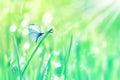 Beautiful butterfly and dew drops on the green tender grass. Summer spring fresh background. Copy spac Royalty Free Stock Photo