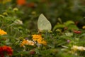 A beautiful butterfly drinking nectar from a flower Royalty Free Stock Photo