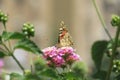 A beautiful butterfly drinking nectar from lantana flower Royalty Free Stock Photo