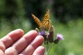 Beautiful butterfly drinks nectar from a flower Royalty Free Stock Photo