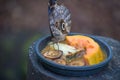 Beautiful butterfly eating or feeding many fruits Royalty Free Stock Photo