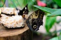 Butterfly eating fruit- macro image Royalty Free Stock Photo