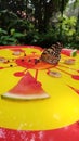 Beautiful butterfly eating papaya fruit