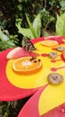 Beautiful butterfly eating water melon and orange fruit