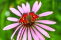 Beautiful butterfly and echinacea flower in summer