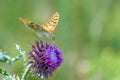 Beautiful butterfly feeding on large thistle. Proboscis close-up. Royalty Free Stock Photo