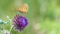 Beautiful butterfly feeding on large thistle. Proboscis close-up. Royalty Free Stock Photo