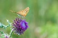 Beautiful butterfly feeding on large thistle. Proboscis close-up. Royalty Free Stock Photo