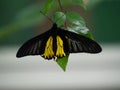 A beautiful butterfly rests gracefully on a leaf, its vibrant wings casting a spellbinding display of colors.