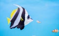Beautiful butterfly fish on blue background Royalty Free Stock Photo