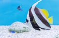 Beautiful butterfly fish on blue background Royalty Free Stock Photo