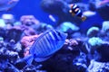 Beautiful butterfly fish in clear water Royalty Free Stock Photo