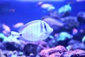 Beautiful butterfly fish in aquarium water