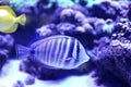 Beautiful butterfly fish in aquarium water Royalty Free Stock Photo