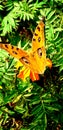 Beautiful butterfly on flower