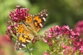 Beautiful butterfly on a flower.