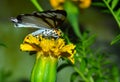 Beautiful butterfly on a flower