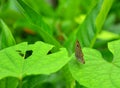 Beautiful butterfly on a flower