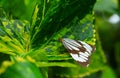 Beautiful butterfly on a flower