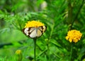 Beautiful butterfly on a flower