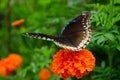 Beautiful butterfly on a flower